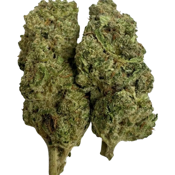 GMO 28G