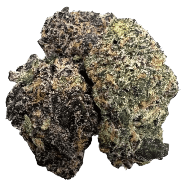 GELATO 41