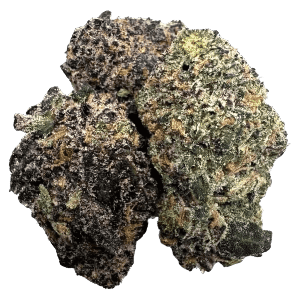 GELATO 41