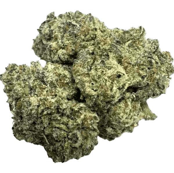 WIZARD GLUE