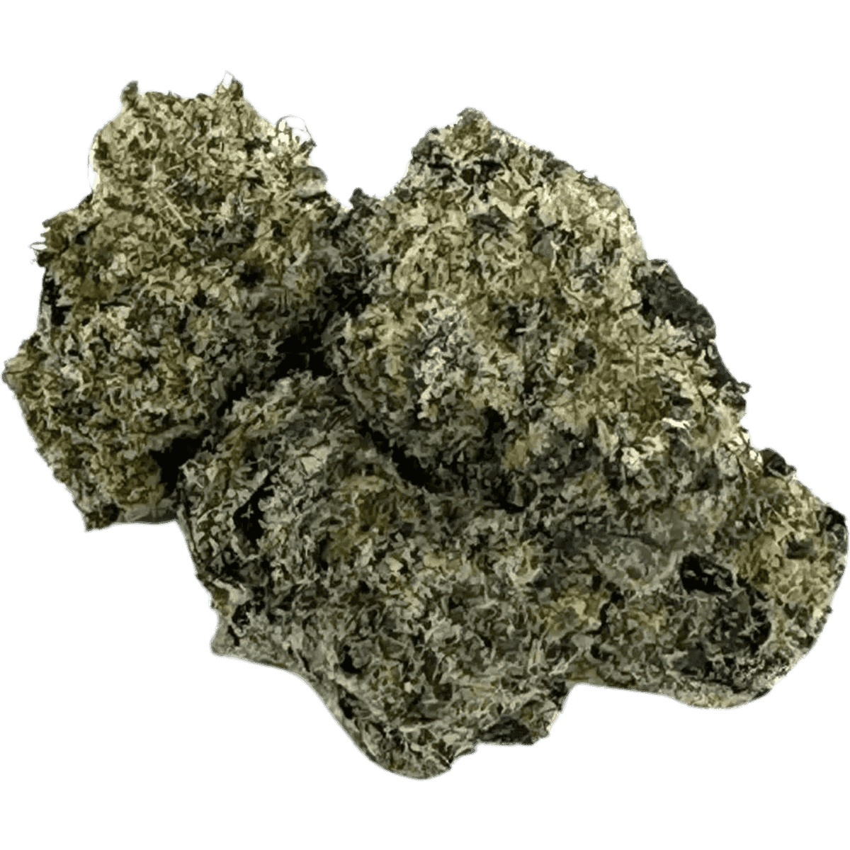 HEIGHTS: LADY ZAZA SMALLS